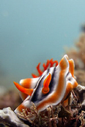 Orange Nudibranch: Casio Exilim ZX 1200 by Andrew Macleod 